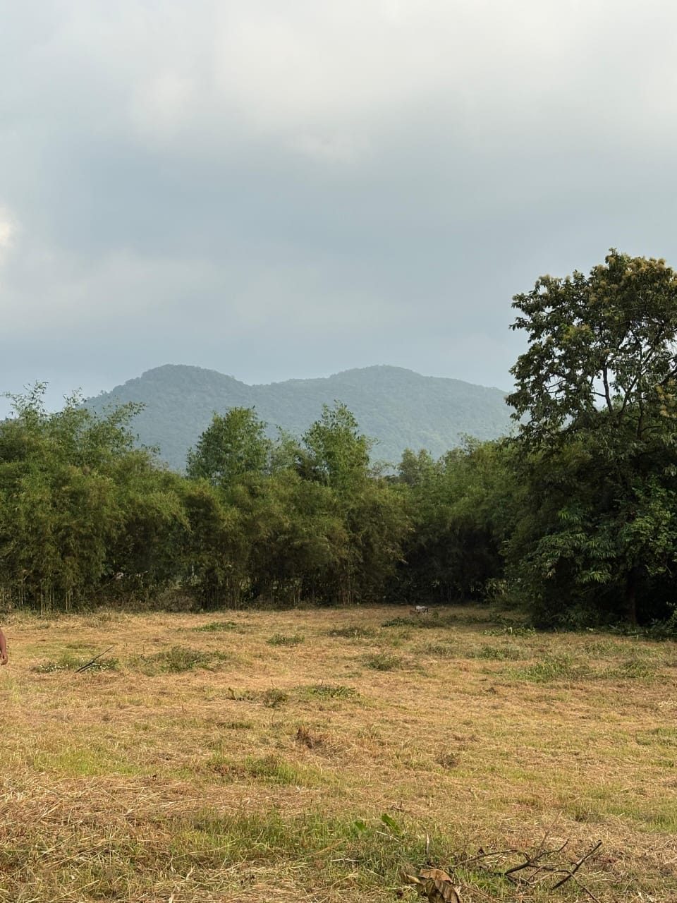 Dry-season mountain grassland